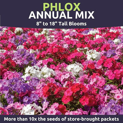 Phlox Annual Blend – Large 2 Ounces Seed Packet – 28,000 Flower Seeds for Planting – Phlox drummondii
