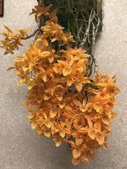 Peters Professional Bloom Booster 10-30-20 with Micronutrients. Great for All Flowering Plants - 1 Pound
