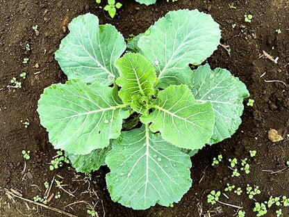 Copenhagen Cabbage Seeds for Planting – Plant & Grow Heirloom Copenhagen Cabbage in Home Outdoor Vegetable Garden, Brassica oleracea VAR. capitata – 1 Packet Approx 200 Seeds