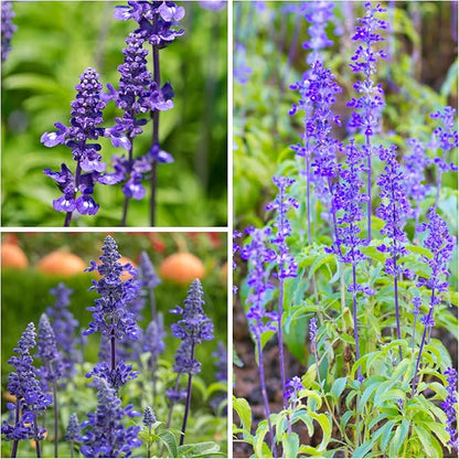 Seed Needs Sapphire Blue Sage Seeds for Planting - Heirloom & Open Pollinated Salvia - Grow a Butterfly Garden with Perennial Flowering Plants (1 Pack)