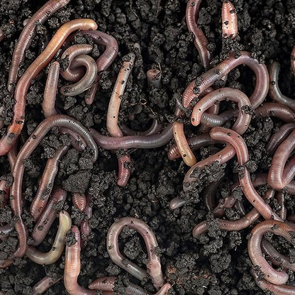 Worm Bliss (2 Gallons) + Char Bliss (8 Qts) - Organic Worm Castings for Plants & Organic Biochar for Plants - Biochar Soil Amendment - Charcoal for Plants - Earthworm Castings Organic Fertilizer