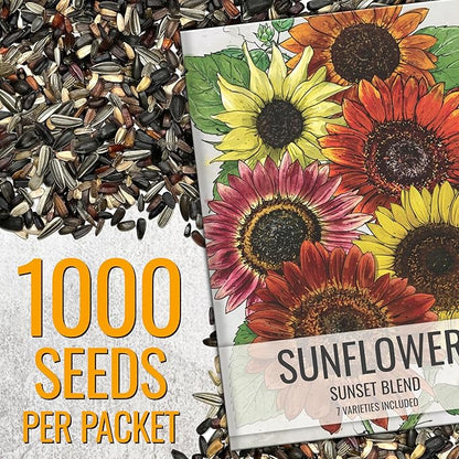 Seed Needs Sunflower Seeds to Plant Sunset Blend 7 Varieties Mix | 1000+ Seeds Helianthus Annuus Heirloom Open Pollinated Bulk Flower Seed | Multicolored Sun Flowers