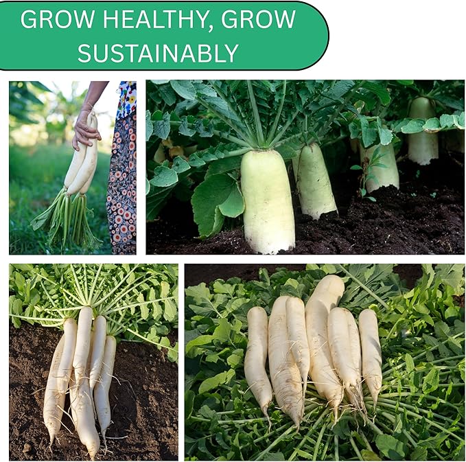Daikon Minowase Radish Seeds for Planting – Heirloom, Non-GMO Japanese White Radish Seeds for Home Gardens, Long Smooth Daikon Roots | Woods Creek Seeds