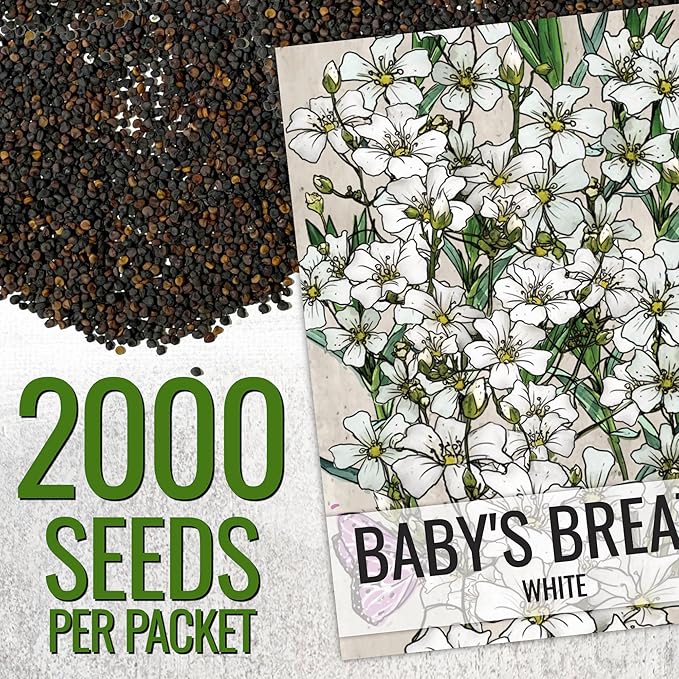 Seed Needs White Baby's Breath Seeds for Planting - Heirloom & Open Pollinated Annual Flowers - Perfect for a Butterfly Garden, Bouquets & Floral Arrangements (5 Packs)