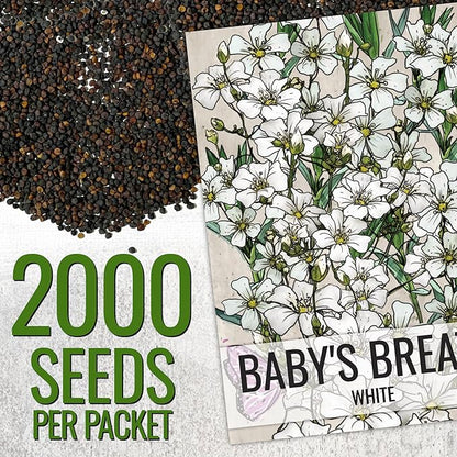 Seed Needs White Baby's Breath Seeds for Planting - Heirloom & Open Pollinated Annual Flowers - Perfect for a Butterfly Garden, Bouquets & Floral Arrangements (2 Packs)