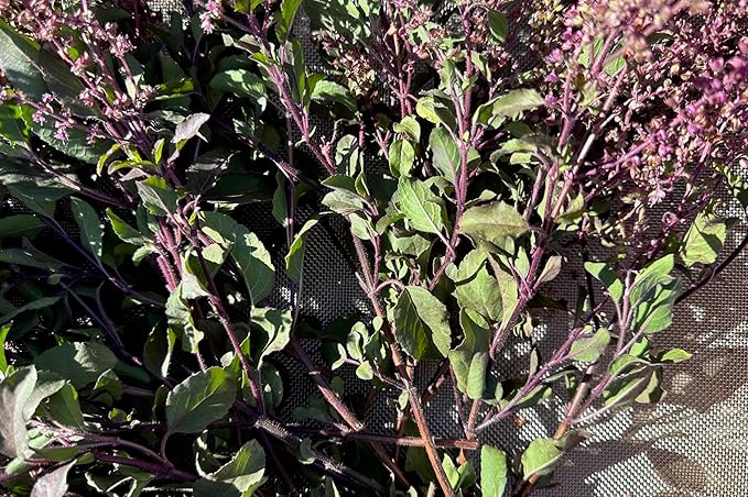 Plant Good Seed Rama Holy Basil Seeds for Planting: Traditional Tea Herb, Fragrant Purple Green Tulasi - 200 Seed Packet