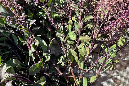 Plant Good Seed Rama Holy Basil Seeds for Planting: Traditional Tea Herb, Fragrant Purple Green Tulasi - 200 Seed Packet