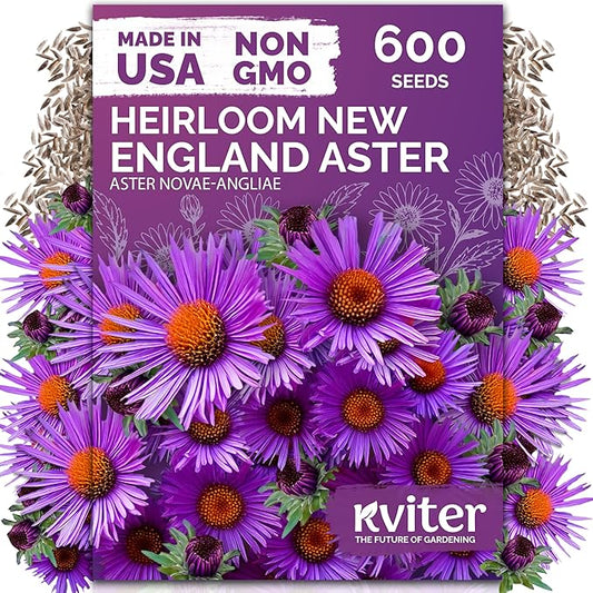 KVITER 600 New England Aster Seeds for Planting (Aster novae-angliae) – Purple Asters Plant Wildflower Seed Packets – Perennial Cut Flower Seeds, Purple Flower Garden, Flowers Beds, Containers