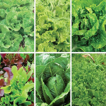 Jiffy Plant Germination Kit - Seed Starter Tray with Lettuce Seeds, 36 Cell, 2 Pack - Plastic