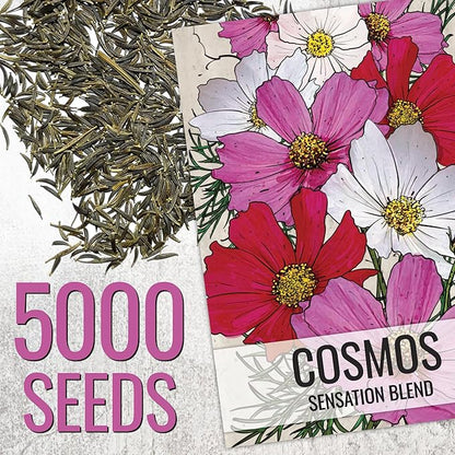 Seed Needs Cosmos Seeds for Planting Sensation Mix | 5,000+ Heirloom Seeds Open Pollinated Annual Cut Flower | Large Pink, White and Red Multicolored Mixed Blooms | Bulk