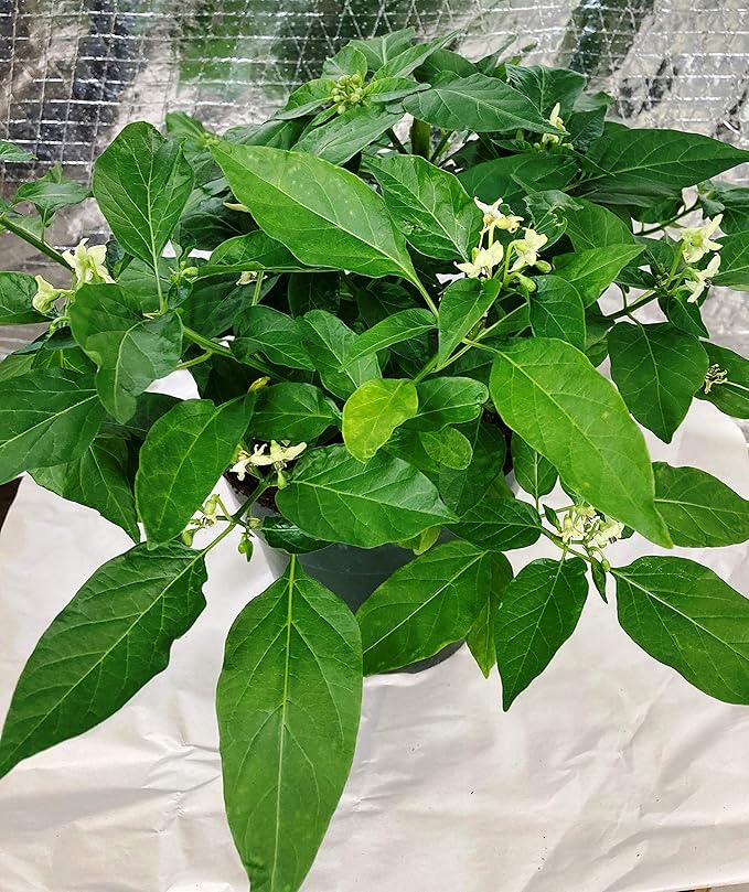 All Purpose Indoor Houseplant Potting Soil Mix Peat Moss & Perlite (3 Cups / 1 Quart)- Ivy, Crotons, Peace Lily, Spider Plants etc...from Baby Violets