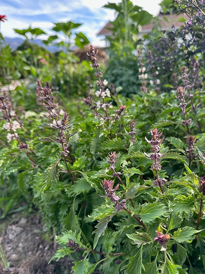 Plant Good Seed Organic Mrihani Basil Seeds for Planting, Culinary Herb, Green Purple Leaves - 250 Seed Packet