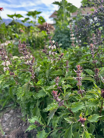 Plant Good Seed Organic Mrihani Basil Seeds for Planting, Culinary Herb, Green Purple Leaves - 250 Seed Packet