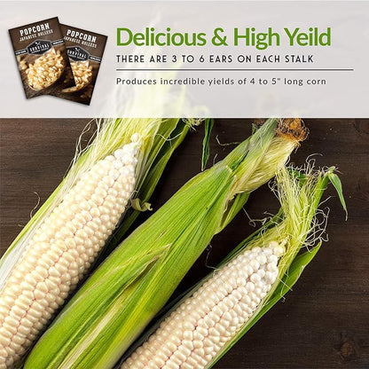 Survival Garden Seeds - Japanese Hulless Popcorn Seed for Planting - 5 Packets with Instructions to Plant & Grow Delicious Kernel Popcorn in Your Home Vegetable Garden - Non-GMO Heirloom Variety Seed