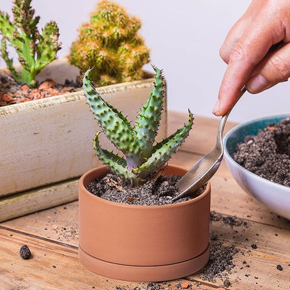 D'vine Dev Set of 4 Terracotta Shallow Planter Pots for Succulent, 3 Inch 4 Inch 5 Inch 6 Inch, Small Flower Plant Pots with Drainage and Saucer, 40-Z-0