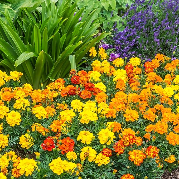 The Old Farmer's Almanac Petite Mixture Marigold Seeds - Premium Non-GMO, Open Pollinated, USA Origin (5 Packets, 5 Grams, Approx 1000 Seeds)