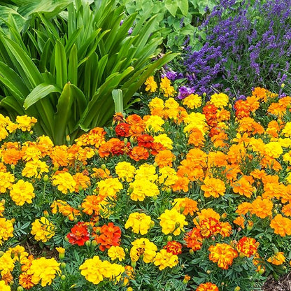 The Old Farmer's Almanac Petite Mixture Marigold Seeds - Premium Non-GMO, Open Pollinated, USA Origin (5 Packets, 5 Grams, Approx 1000 Seeds)