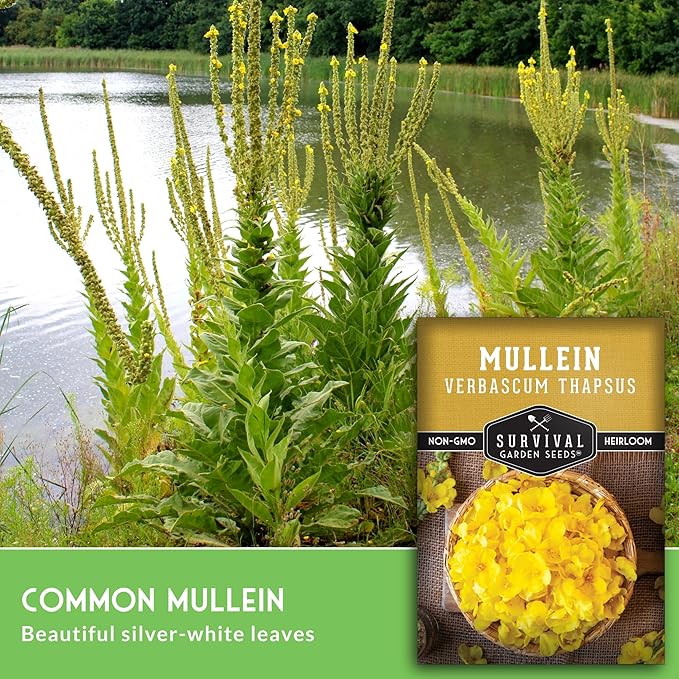 Mullein Seeds for Planting - Verbascum Thapsus Medicinal Biennial Herb with Tall Yellow Flowers - Heirloom Non-GMO Open Pollinated Pollinator Friendly - Survival Garden Seeds (1 Pack)