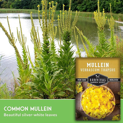 Mullein Seeds for Planting - Verbascum Thapsus Medicinal Biennial Herb with Tall Yellow Flowers - Heirloom Non-GMO Open Pollinated Pollinator Friendly - Survival Garden Seeds (1 Pack)