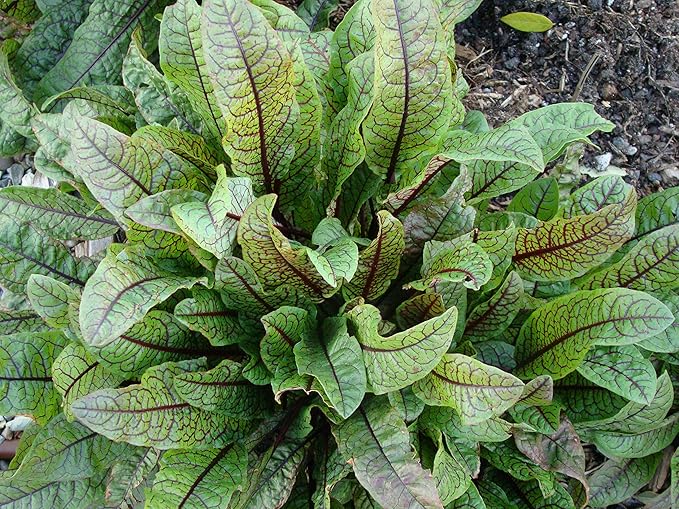Seeds Herb Sorrel Bloody Dock Red Veined - 100 Seeds