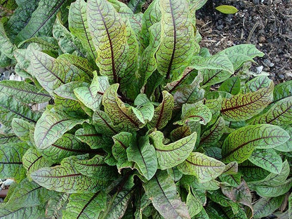 Seeds Herb Sorrel Bloody Dock Red Veined - 100 Seeds