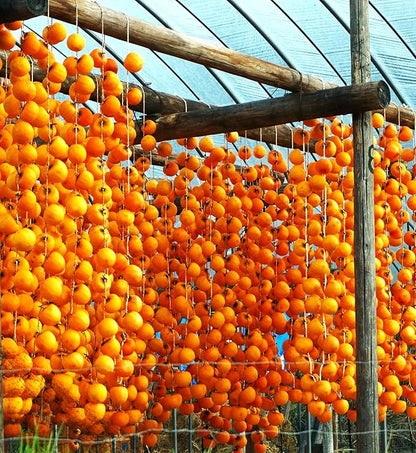 TomorrowSeeds - Japanese Persimmon Tree Seeds - 30+ Count - for 2026 Planting Diospyros Kaki Fuyu Hachiya Asian Chinese Oriental Sharon Perennial Fruit Grow Your Own Home Farm Patio Healthy