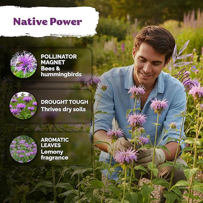 KVITER 1,000 Wild Bergamot Seeds for Planting (Monarda fistulosa) – Bee Balm Native Wildflower, Pollinator Magnet, Organic & Non GMO – Perennial Flower Seeds to Plant Outside in Flower/Herb Garden