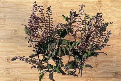 Plant Good Seed Rama Holy Basil Seeds for Planting: Traditional Tea Herb, Fragrant Purple Green Tulasi - 200 Seed Packet