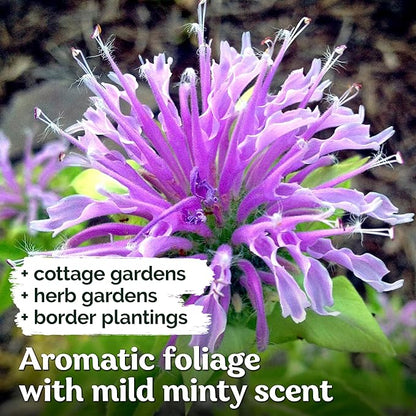 KVITER 2,000 Wild Bergamot Seeds for Planting (Monarda fistulosa), 2 Pack – Bee Balm Native Wildflower, Pollinator Magnet, Organic & Non GMO – Flower Seeds to Plant Outside in Flower/Herb Garden