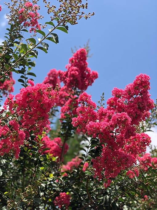 Crape Myrtle & All Flowering Trees Desert Willow Mimosa Orchid Tree Indoor Outdoor Container Grown Granular Fertilizer NutriStar (15 lb.)