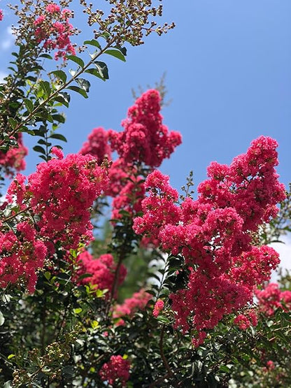 Crape Myrtle & All Flowering Trees Desert Willow Mimosa Orchid Tree Indoor Outdoor Container Grown Granular Fertilizer NutriStar (15 lb.)