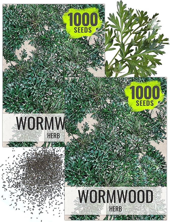 Seed Needs Wormwood Seeds for Planting - Non-GMO, Heirloom & Untreated Perennial Herb - Medicinal Herbs for Digestion & Gut Health (2 Packs)