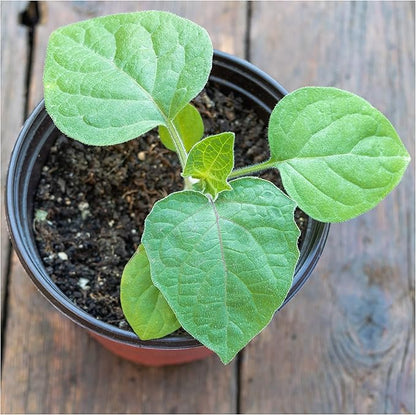 Seed Needs Chinese Lantern Seeds for Planting (Physalis Alkekengi) Heirloom & Open Pollinated Orange Ornamental Husk Cherries - Annuals to Plant an Outdoor Garden (5 Packs)