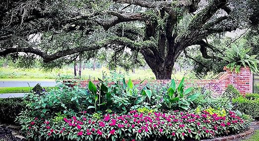 Nelson - Trees, Shrubs, & Evergreens Plant Food for In-Ground, Containers, & Patios, Granular Fertilizer, NutriStar 21-6-8 (15 lb.)