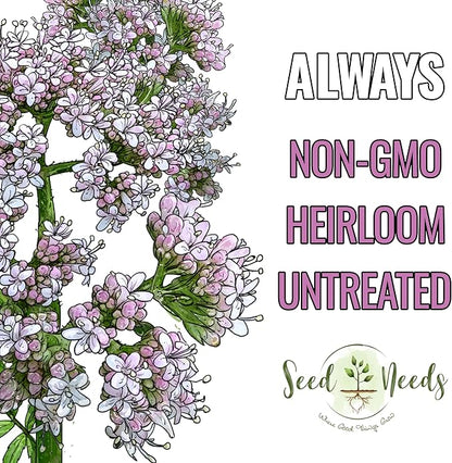 Seed Needs Valerian Seeds for Planting Stink Root Plants - Non-GMO Heirloom & Untreated Perennial Medicinal Herb Seed to Plant a Home Grown Outdoor Garden (5 Packs)
