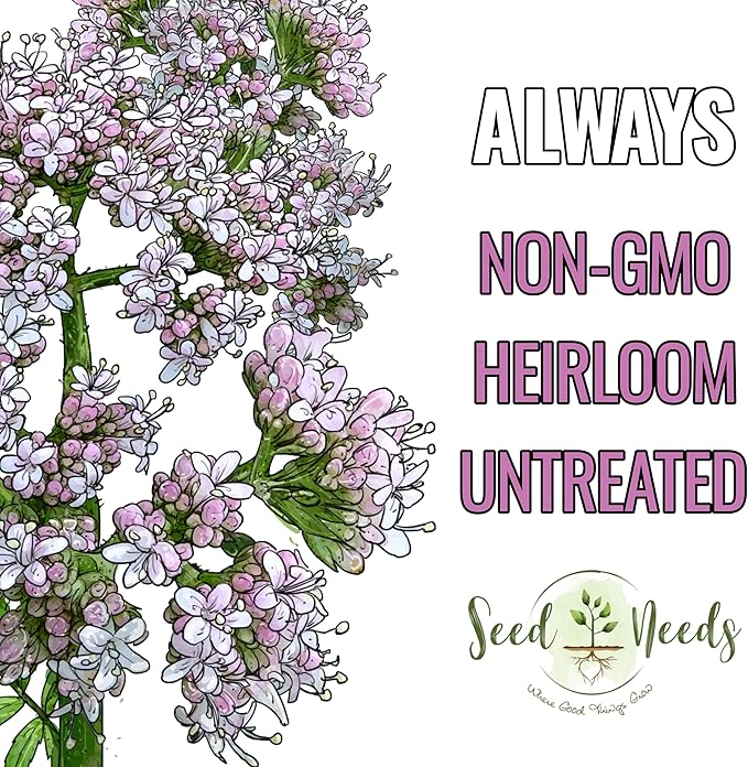Seed Needs Valerian Seeds for Planting Stink Root Plants - Non-GMO Heirloom & Untreated Perennial Medicinal Herb Seed to Plant a Home Grown Outdoor Garden (1 Pack)