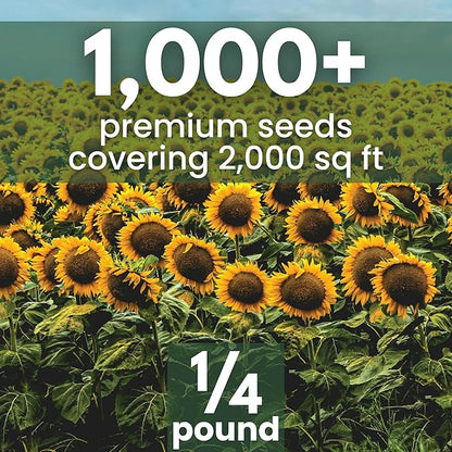 Black Mammoth Sunflower - Bulk 1/4 Pound Pouch - 1,000 Flower Seeds for Planting - Helianthus annuus