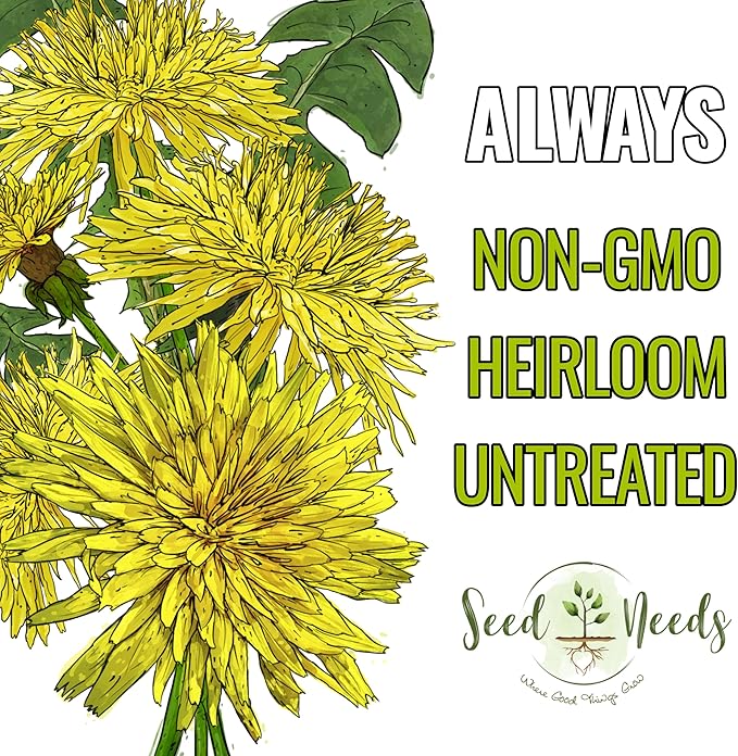 Seed Needs 30,000+ Common Dandelion Herb Seeds for Planting - Non-GMO, Heirloom & Untreated - Grow a Home Grown Herb & Vegetable Garden (Bulk) Great for Salads