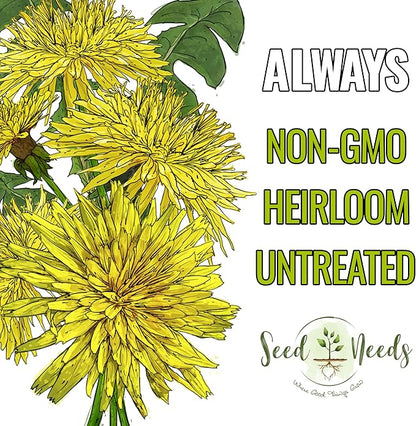 Seed Needs 30,000+ Common Dandelion Herb Seeds for Planting - Non-GMO, Heirloom & Untreated - Grow a Home Grown Herb & Vegetable Garden (Bulk) Great for Salads