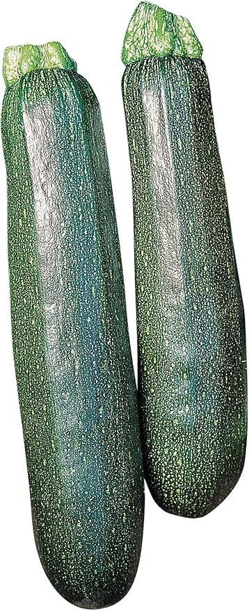 Burpee Sure Thing Zucchini Summer Squash Seeds 25 seeds