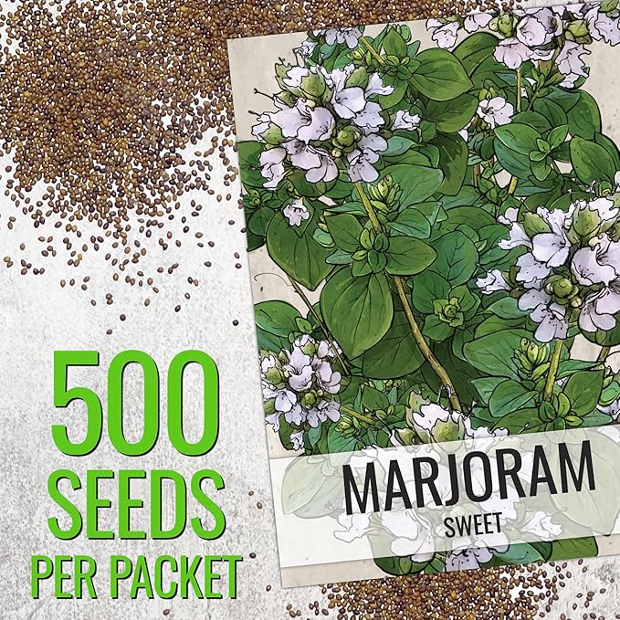 Seed Needs Sweet Marjoram & Thyme Seeds for Planting Fresh Kitchen Herbs - Non-GMO Heirloom & Untreated Perennial Herb Seed to Plant a Culinary Garden Indoors or Outdoors (2 Packs)
