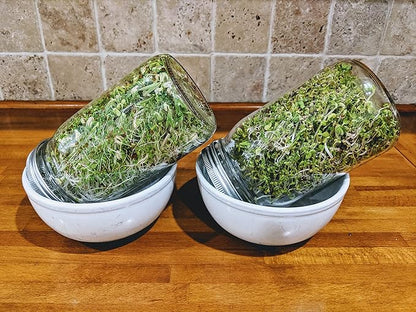 Variety Pack Sprouting Seeds. One Pound. Includes one Pack of Broccoli, Alfalfa, Radish & Mung Beans. for Sprouts and Microgreens. Non-GMO. Seeds for Jar or Trays. Each Pack is a Quarter Pound
