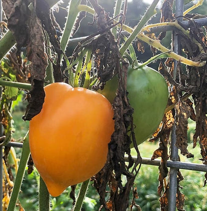 Goldfish Tomato Seeds (Solanum lycopersicum) 150 Seeds (0.5 Grams)