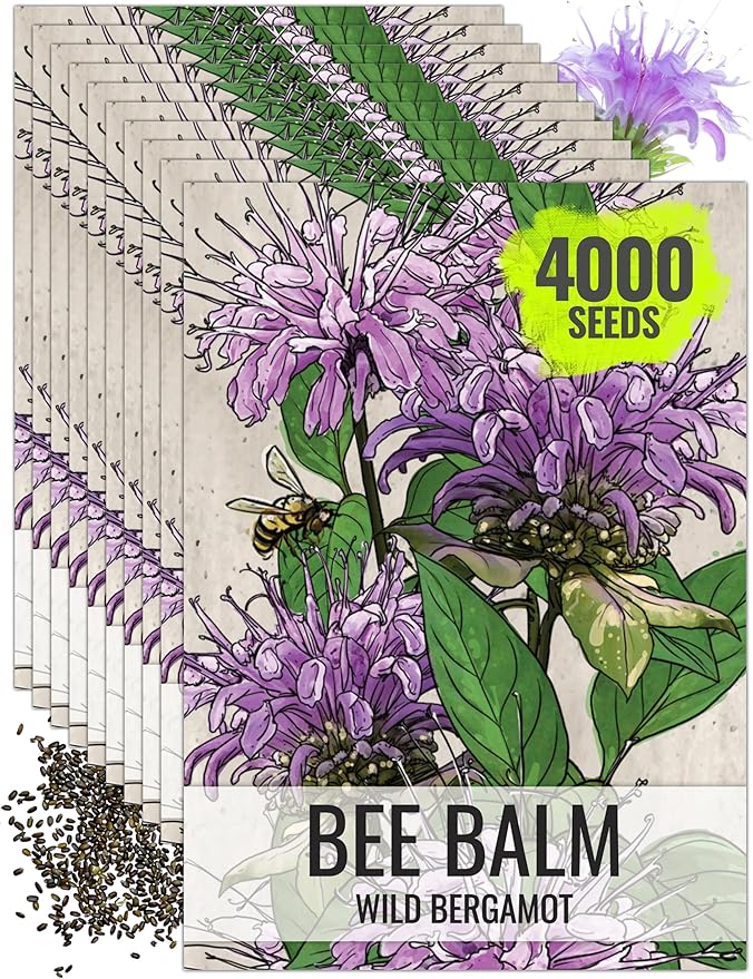 Seed Needs Bee Balm Seeds for Planting Wild Bergamot - Heirloom & Open Pollinated Perennial Flowers to Grow a Butterfly Garden to Attract Bees, Butterflies & Other Pollinators (10 Packs)