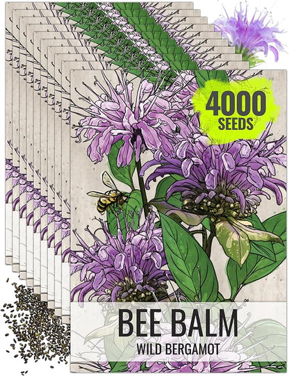 Seed Needs Bee Balm Seeds for Planting Wild Bergamot - Heirloom & Open Pollinated Perennial Flowers to Grow a Butterfly Garden to Attract Bees, Butterflies & Other Pollinators (10 Packs)