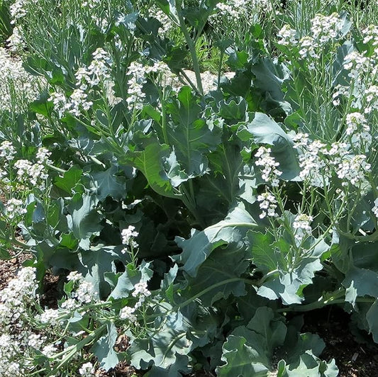 CHUXAY GARDEN Sea Kale Seed 10 Seeds Non-GMO Edible Vegetable Ornamental Vegetables Plant Perennial Seasoning Culinary Plants Great Taste