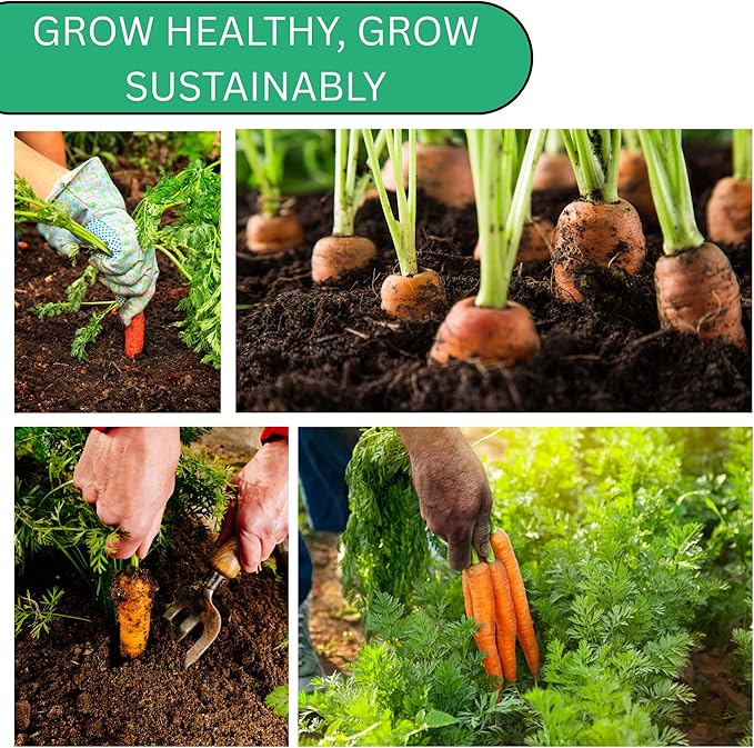 Scarlet Nantes Carrot Seeds for Planting – Heirloom, Non-GMO Nantes Carrot Seeds for Home Gardens, Sweet Tender Carrots for Fresh Eating | Woods Creek Seeds
