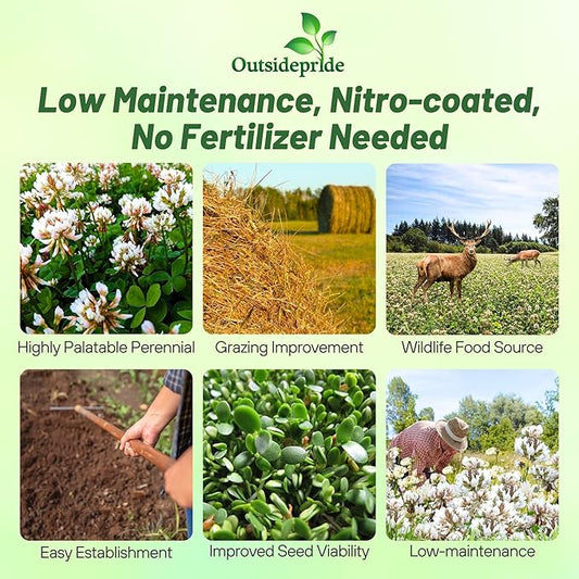 Outsidepride Perennial White Ladino Clover Seed - 10 lbs. Nitrocoated, Inoculated Bulk Clover Seeds, Ideal for Pasture, Forage, Food Plots & Wildlife Ground Cover for Continuous & Rotational Grazing