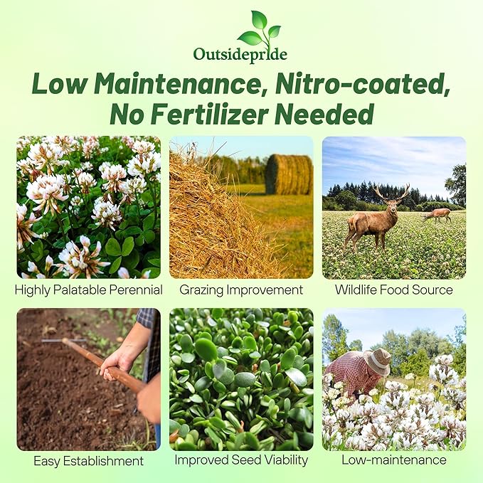 Outsidepride Perennial White Ladino Clover Seed - 40 lbs. Nitrocoated, Inoculated Bulk Clover Seeds, Ideal for Pasture, Forage, Food Plots & Wildlife Ground Cover for Continuous & Rotational Grazing