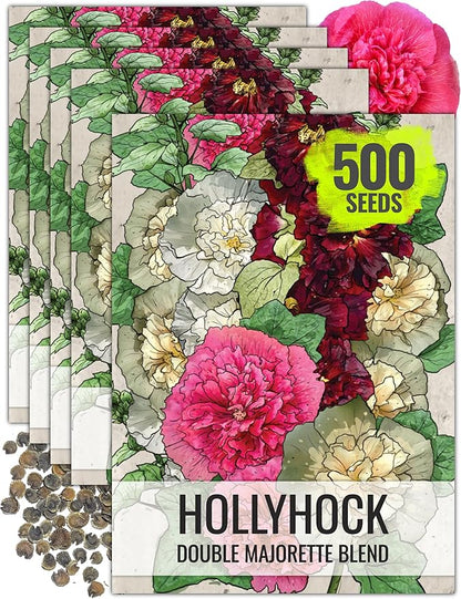 Seed Needs, Double Majorette Hollyhock Seeds - 100 Heirloom Seeds for Planting Alcea rosea - Mixed Biennial Flower That Attracts Pollinators to The Garden (5 Packs)